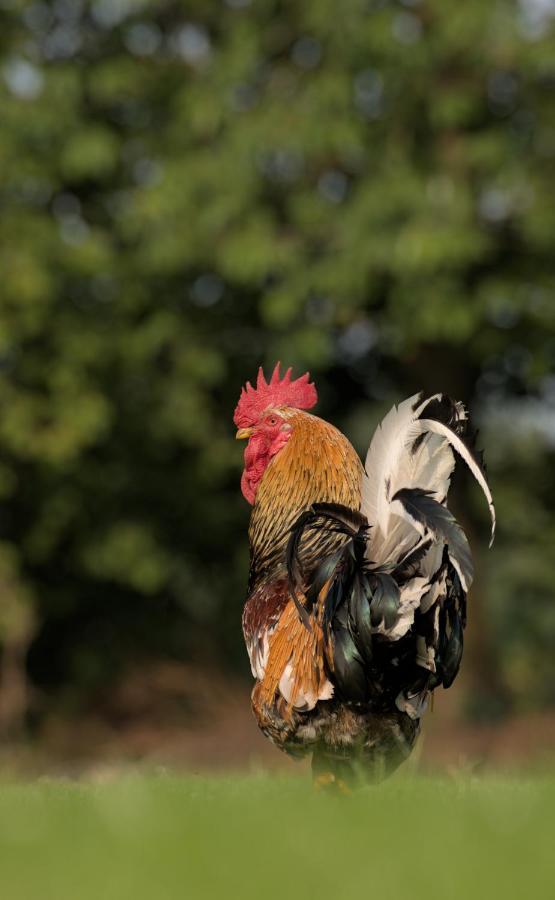Friesenparadies Fri-Suedliches Friesland Bockhorn  Eksteriør billede