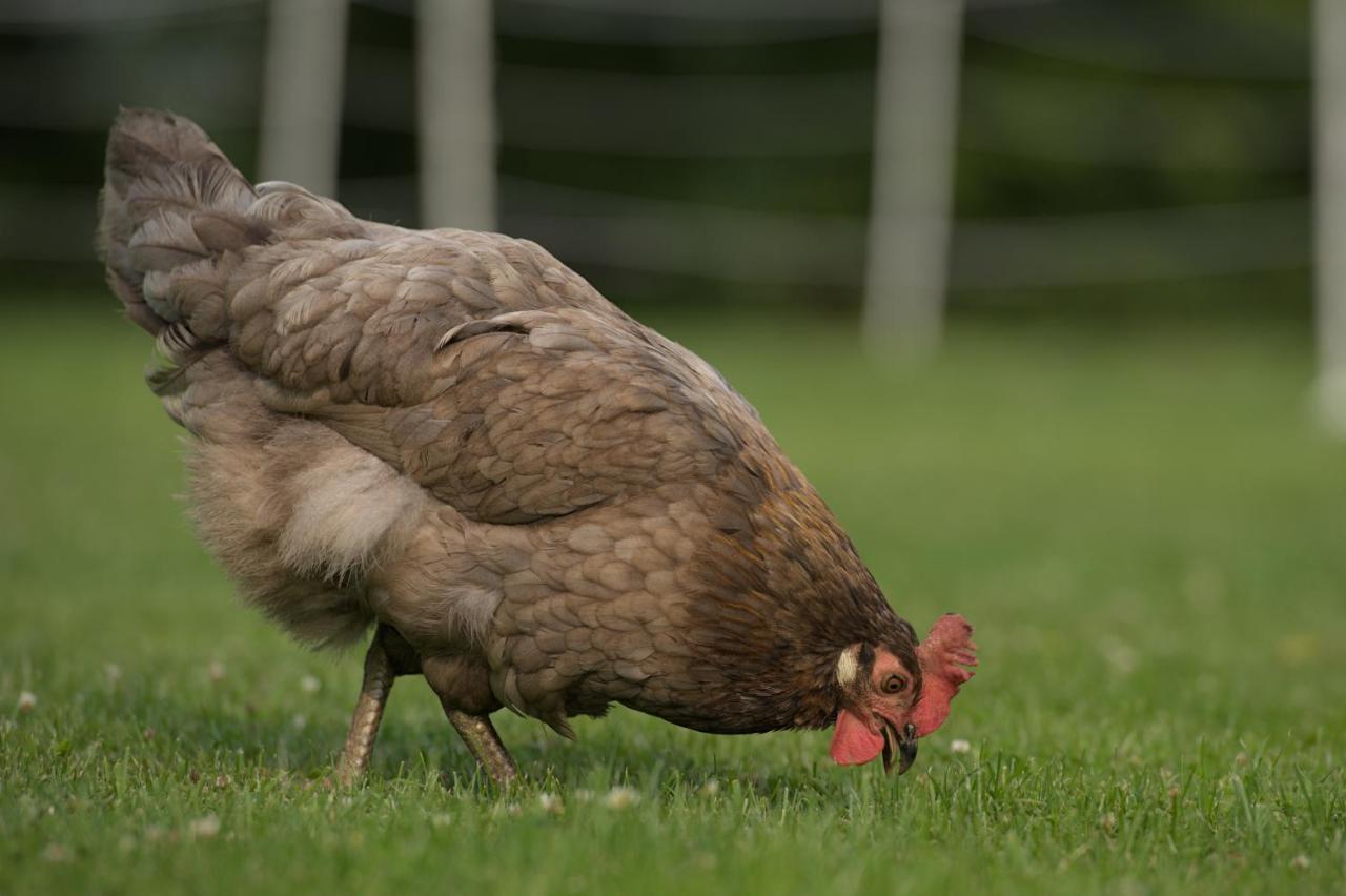 Friesenparadies Fri-Suedliches Friesland Bockhorn  Eksteriør billede